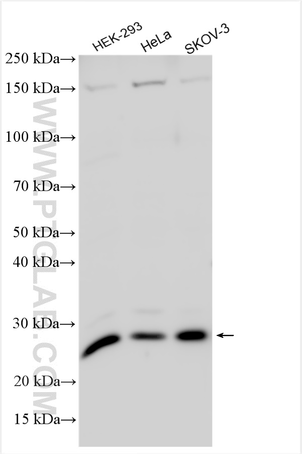 WB analysis using 16222-1-AP