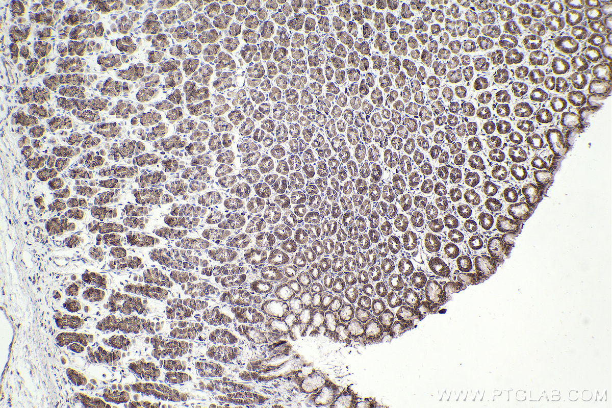 IHC staining of rat stomach using 14536-1-AP