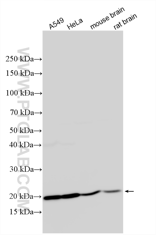 WB analysis using 14536-1-AP
