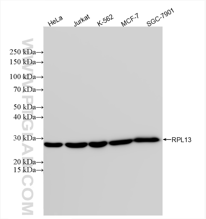 WB analysis using 86205-1-RR