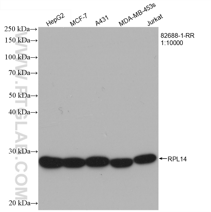 WB analysis using 82688-1-RR