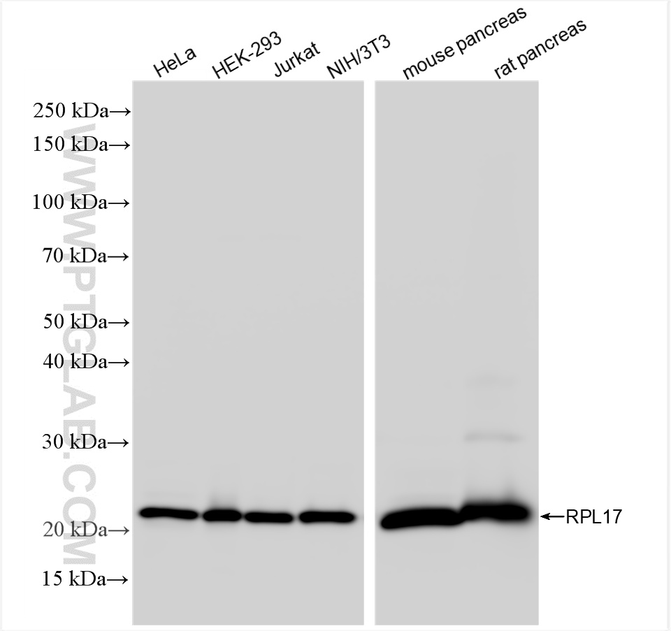 WB analysis using 86348-3-RR