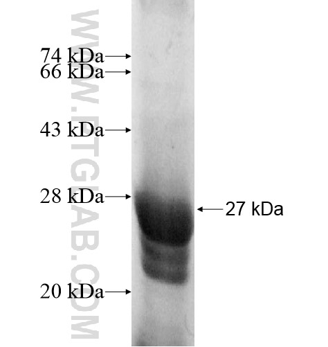 RPL18 fusion protein Ag10474 SDS-PAGE