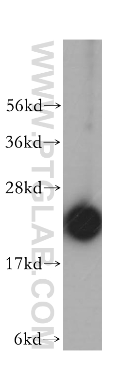 WB analysis of HepG2 using 14653-1-AP