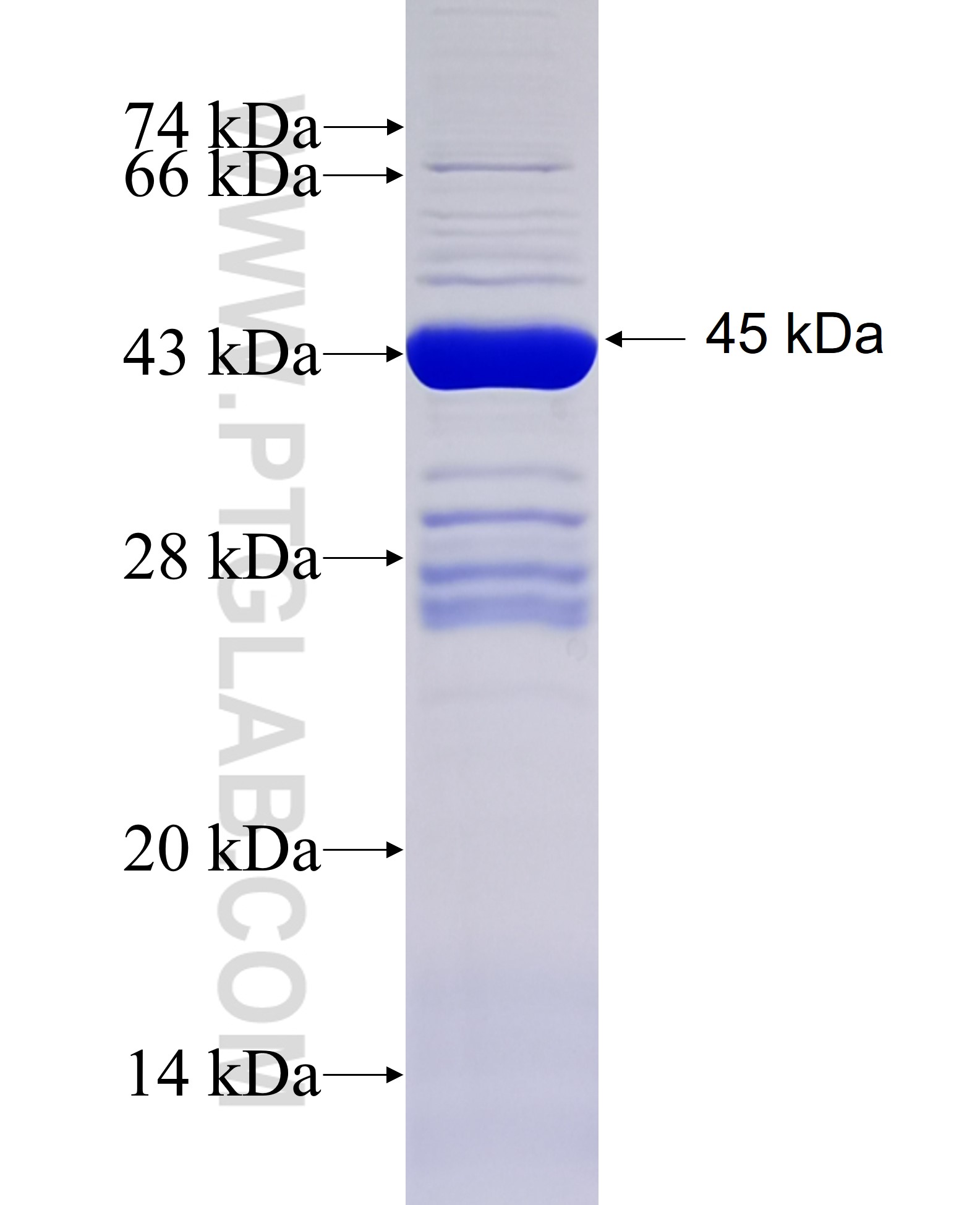 RPL18A fusion protein Ag6251 SDS-PAGE