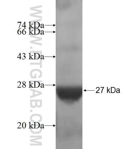 RPL18A fusion protein Ag6373 SDS-PAGE