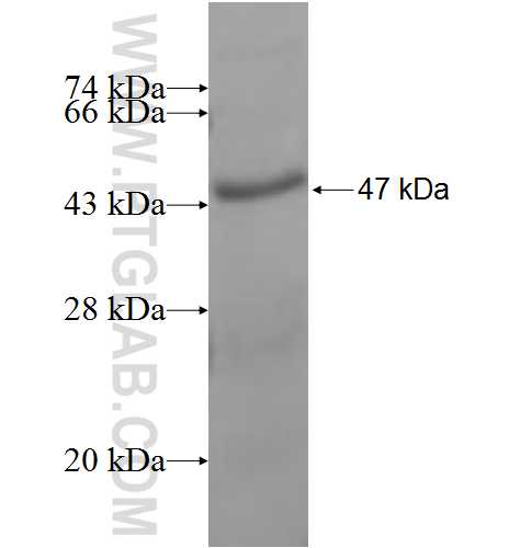 RPL18A fusion protein Ag8251 SDS-PAGE