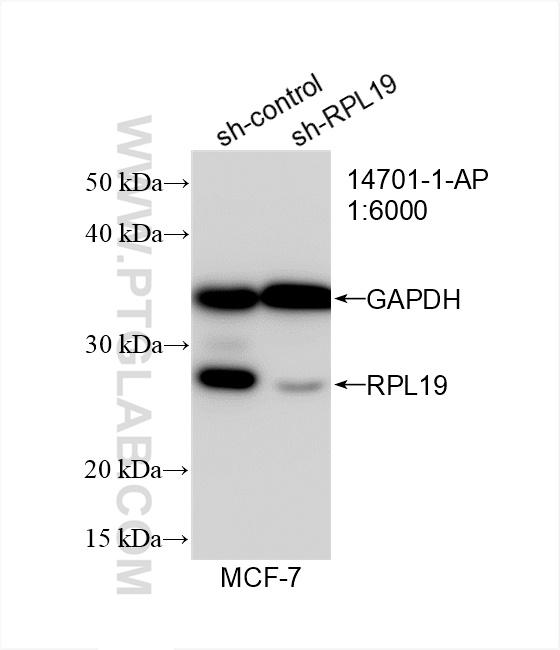 WB analysis of MCF-7 using 14701-1-AP