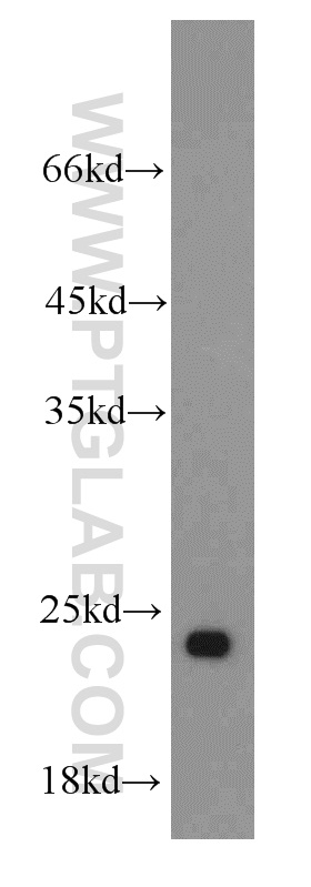 WB analysis of HepG2 using 15226-1-AP