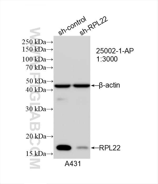 WB analysis of A431 using 25002-1-AP