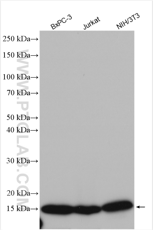 WB analysis using 16086-1-AP