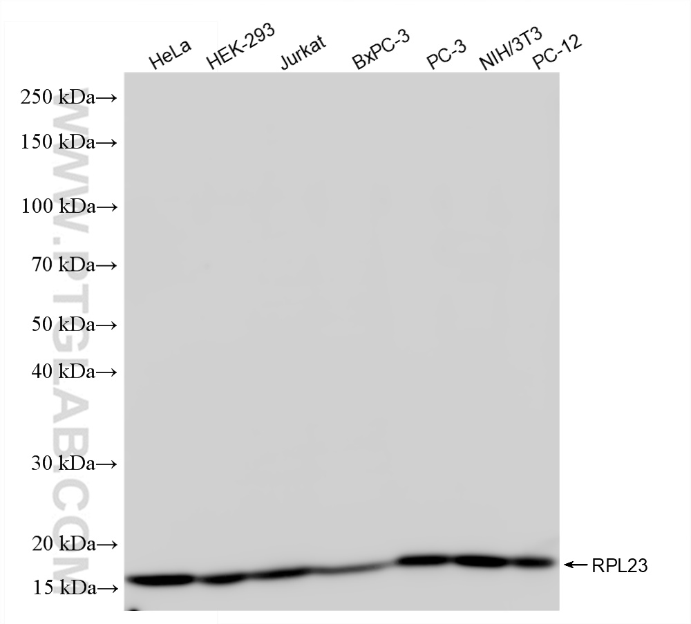 WB analysis using 86520-1-RR