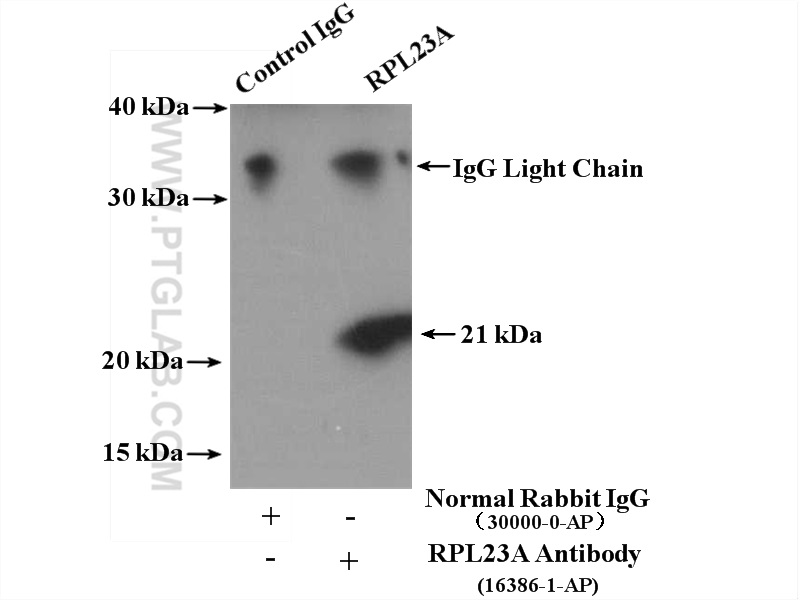 IP experiment of HepG2 using 16386-1-AP