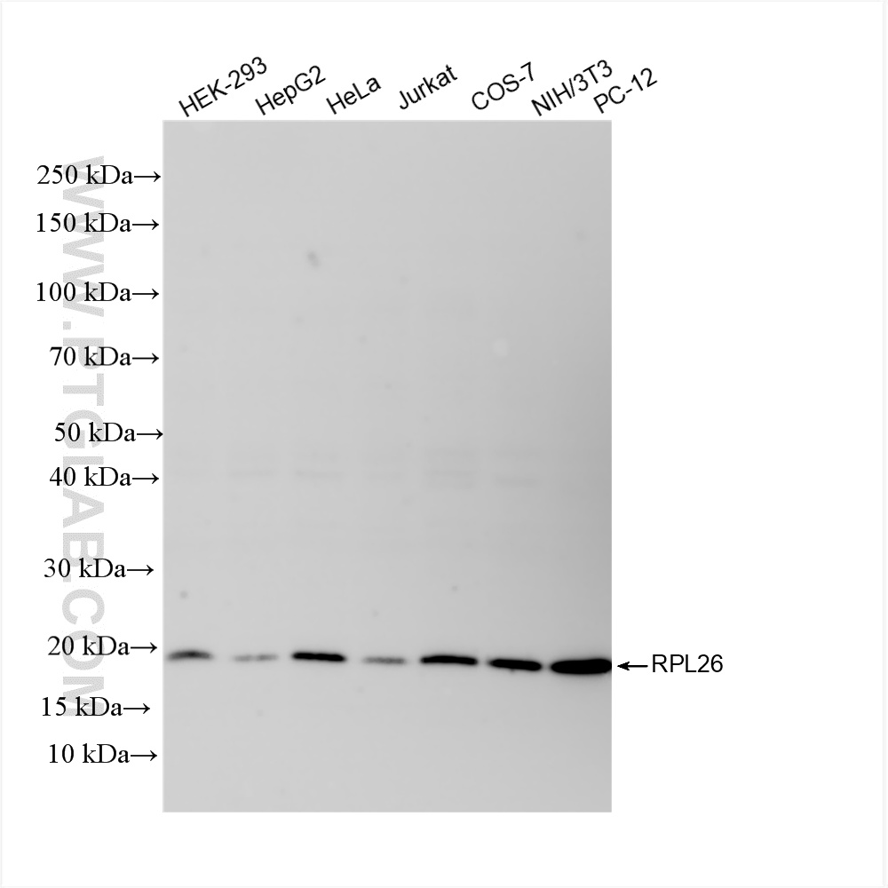 WB analysis using 85775-1-RR