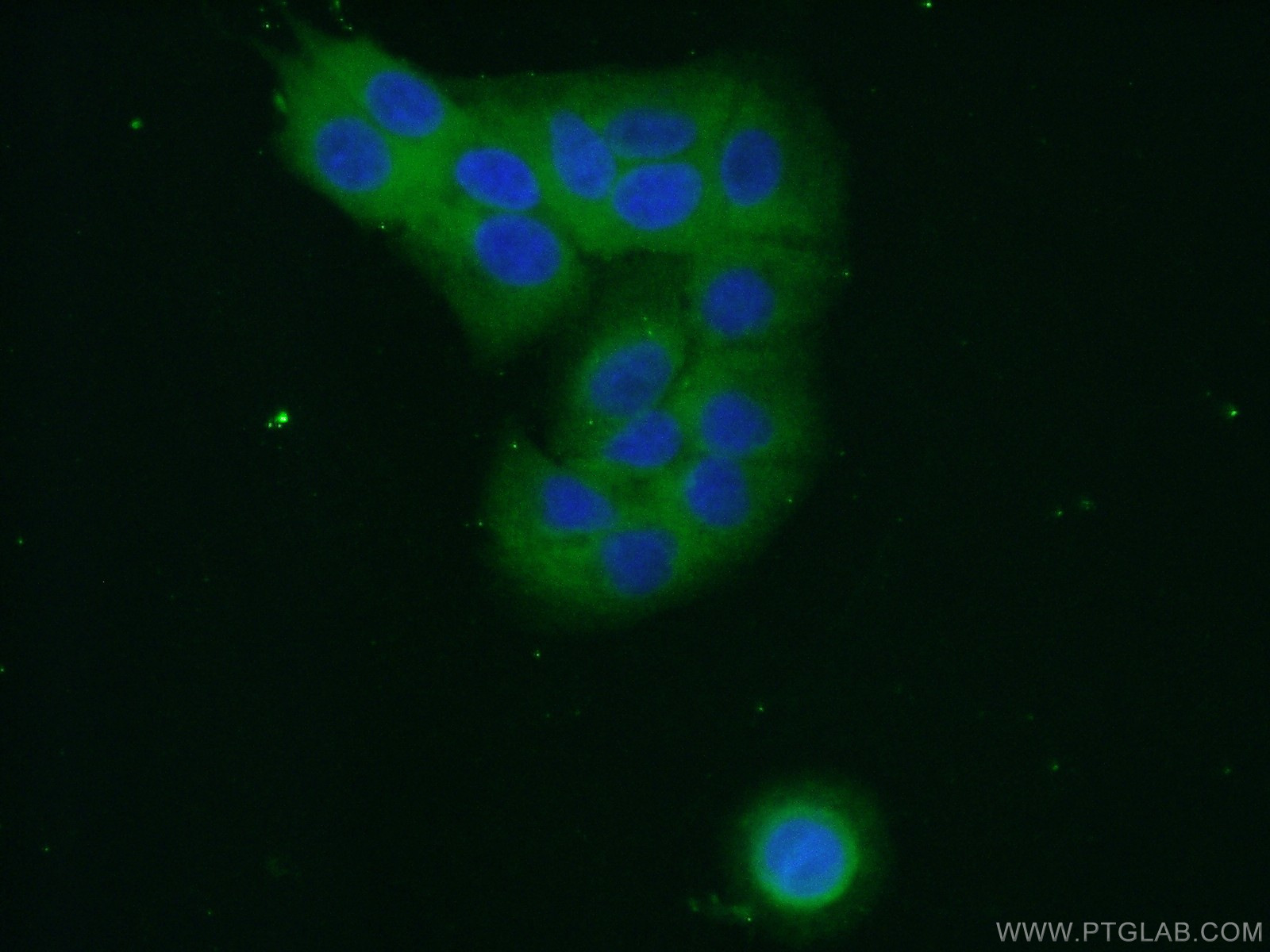 IF Staining of A549 using 16002-1-AP