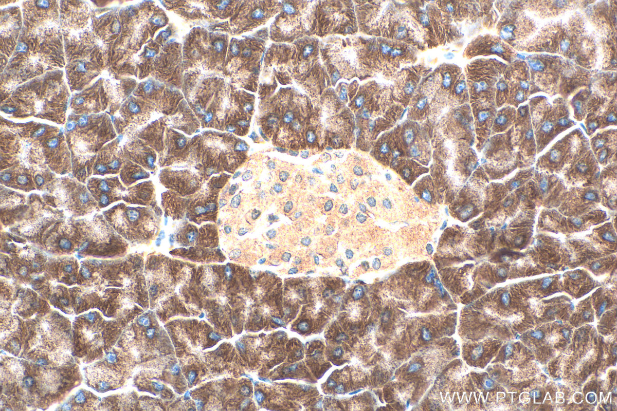 IHC staining of mouse pancreas using 16649-1-AP