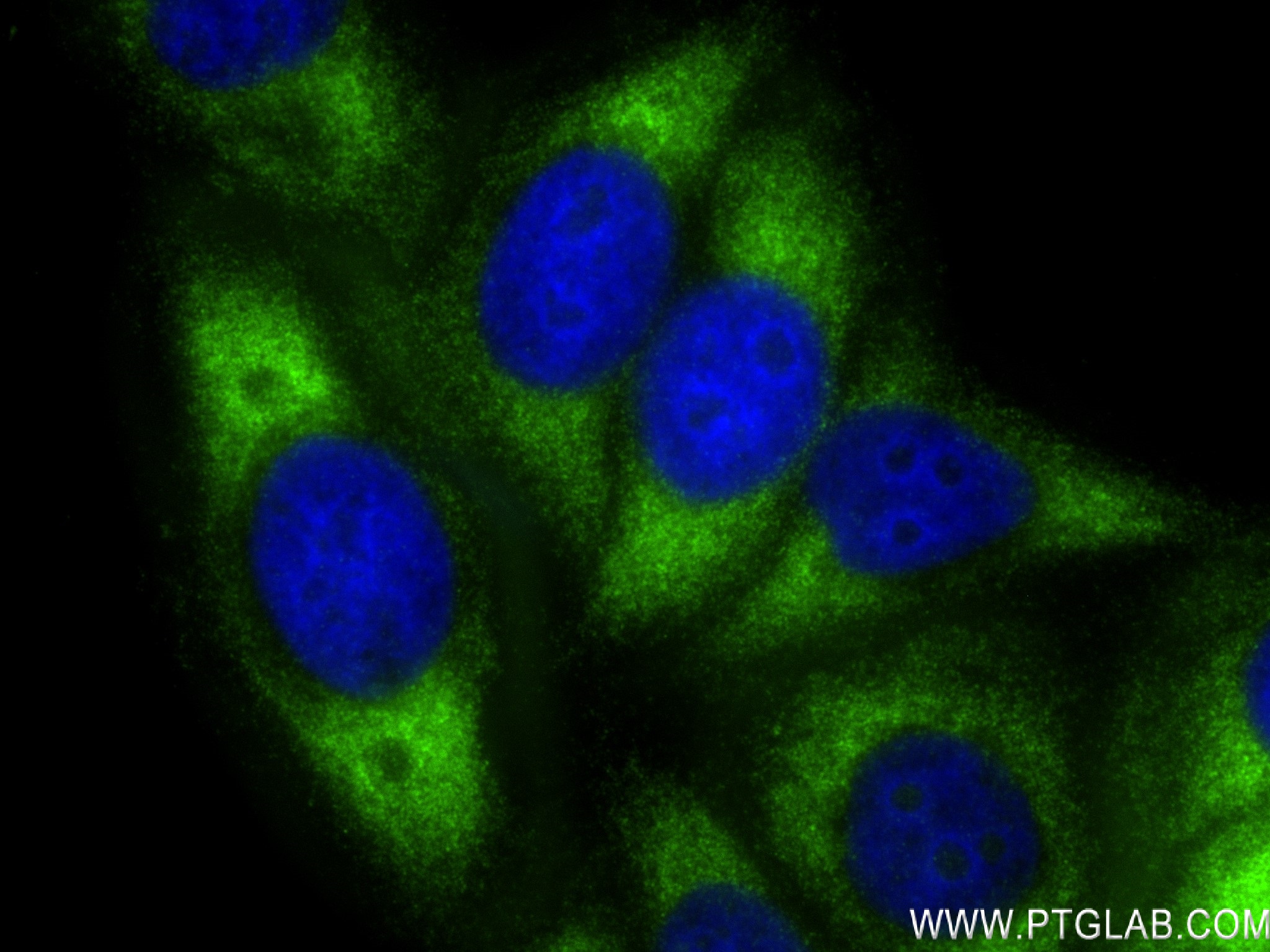 IF Staining of HepG2 using 83377-2-RR