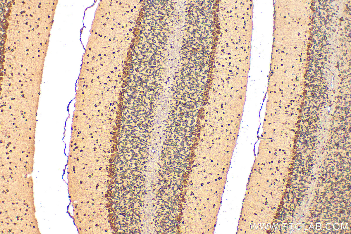IHC staining of mouse cerebellum using 17403-1-AP