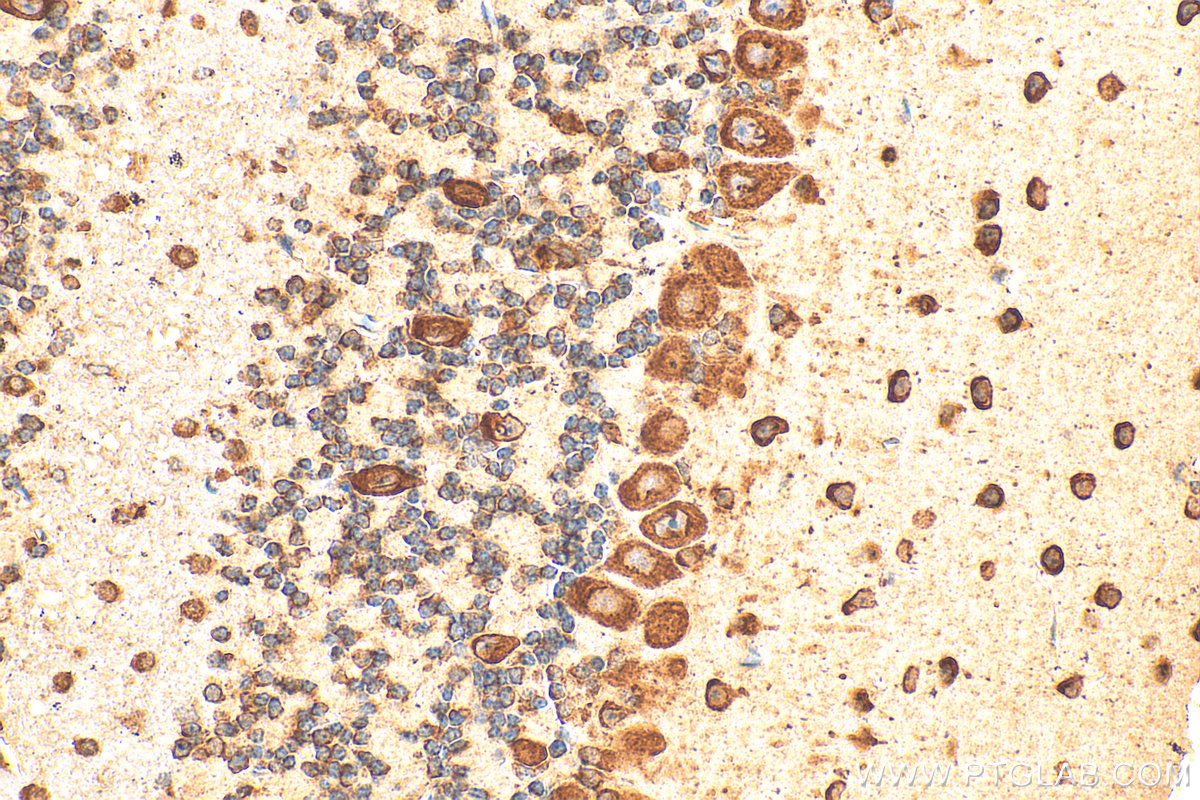 IHC staining of mouse cerebellum using 17403-1-AP