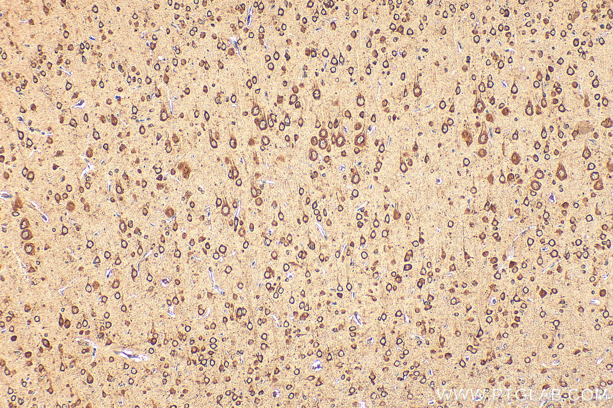 Immunohistochemical analysis of paraffin-embedded rat brain tissue slide using 16629-1-AP (RPL32 antibody) at dilution of 1:200 (under 10x lens). Heat mediated antigen retrieval with Tris-EDTA buffer (pH 9.0). IHC staining of rat brain using 16629-1-AP
