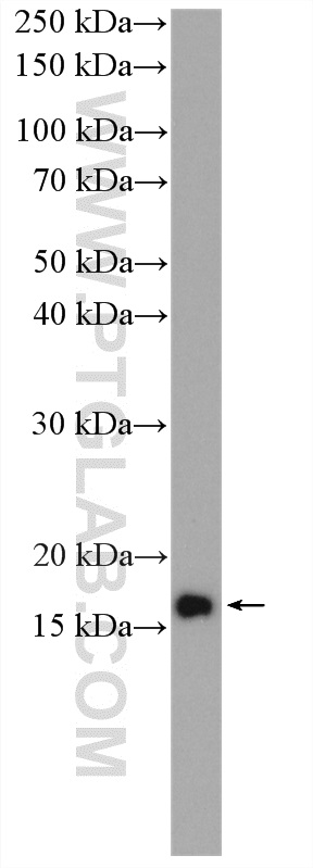 WB analysis of HeLa using 16629-1-AP