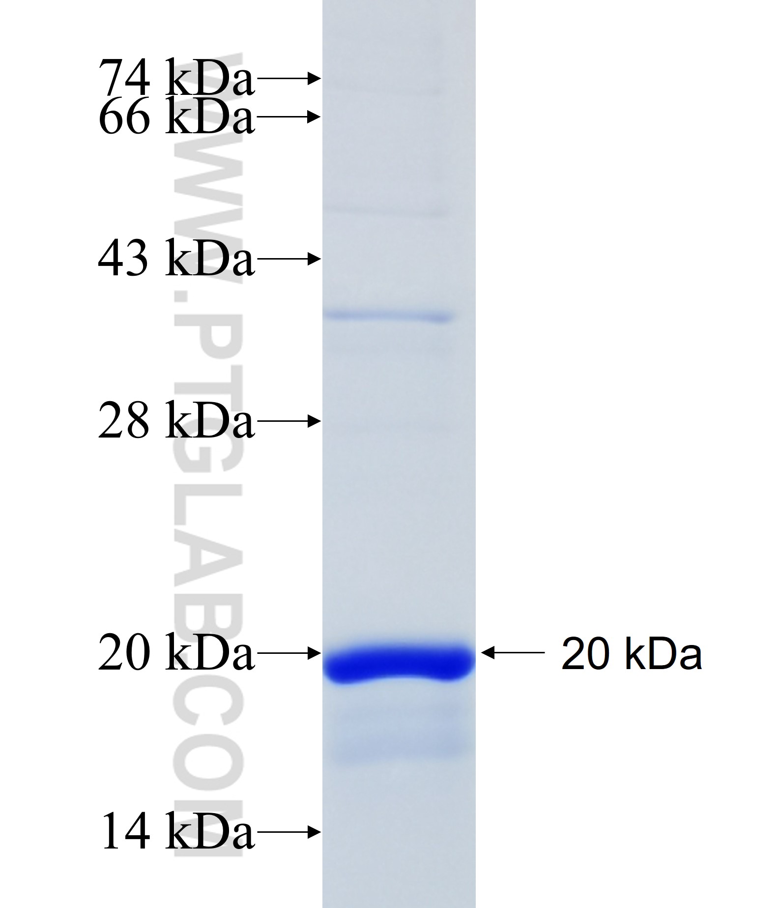 RPL34 fusion protein Ag7236 SDS-PAGE RPL34 fusion protein Ag7236 SDS-PAGE