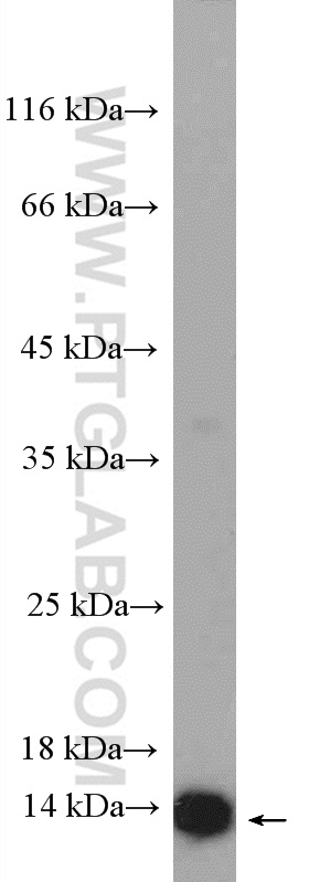 WB analysis of PC-12 using 15145-1-AP