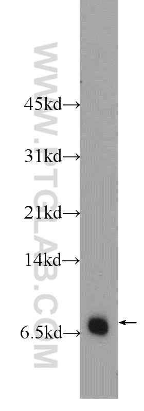 WB analysis of HL-60 using 24940-1-AP