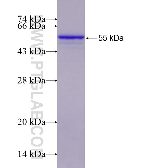 RPL4 fusion protein Ag28728 SDS-PAGE