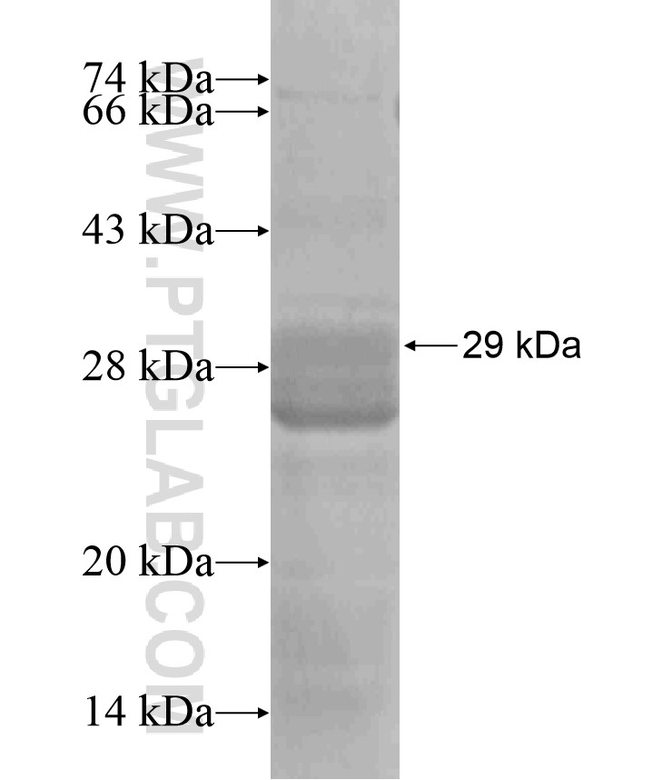 RPL41 fusion protein Ag17927 SDS-PAGE RPL41 fusion protein Ag17927 SDS-PAGE