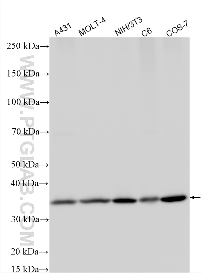 Various lysates were subjected to SDS PAGE followed by western blot with 29092-1-AP (RPL5 antibody) at dilution of 1:4000 incubated at room temperature for 1.5 hours. WB analysis using 29092-1-AP