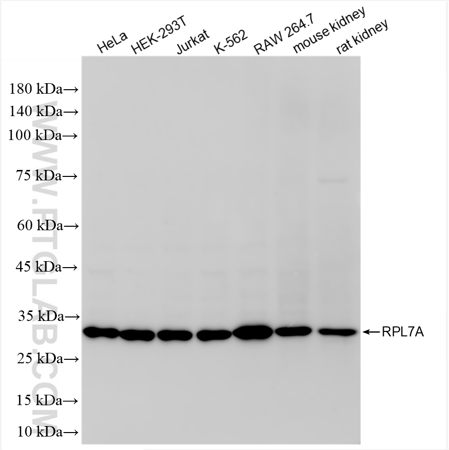WB analysis using 86270-4-RR