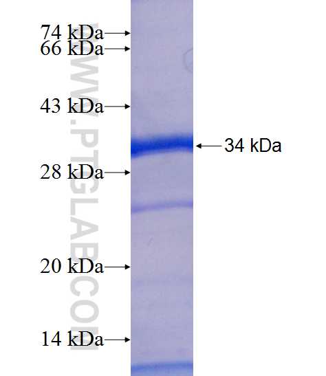 RPL7A fusion protein Ag7647 SDS-PAGE RPL7A fusion protein Ag7647 SDS-PAGE