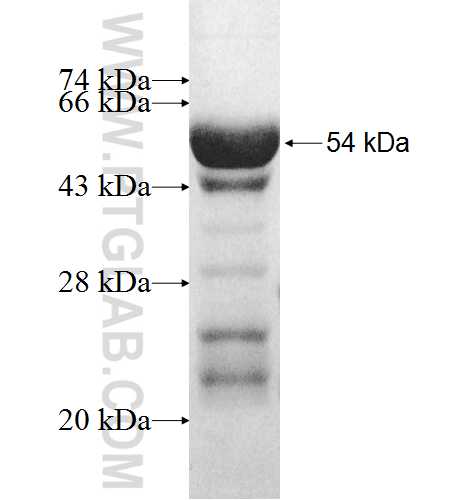 RPL8 fusion protein Ag9957 SDS-PAGE