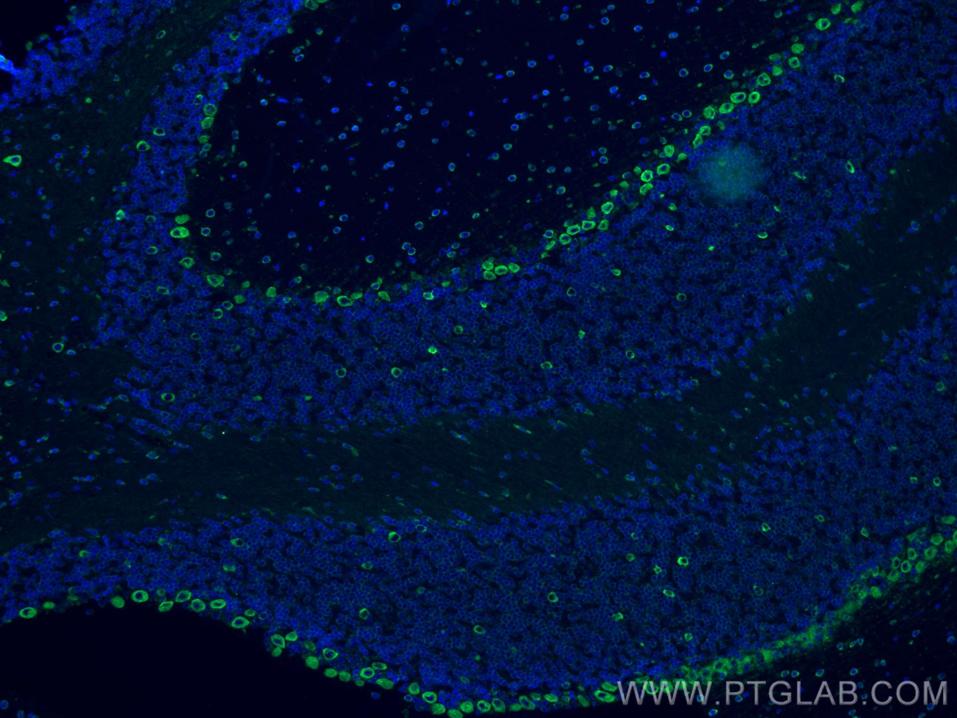 IF Staining of mouse cerebellum using 68054-1-Ig (same clone as 68054-1-PBS)