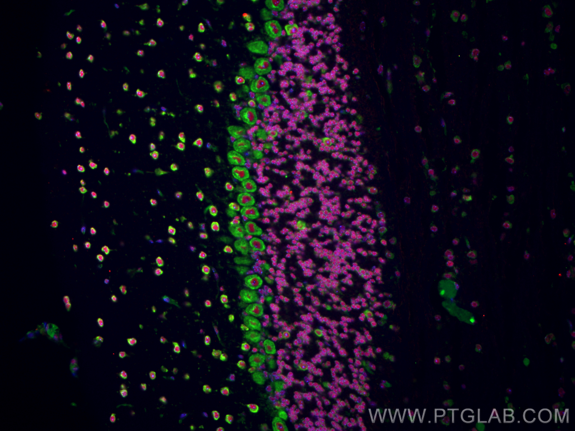 IF Staining of mouse cerebellum using 68054-1-Ig (same clone as 68054-1-PBS)