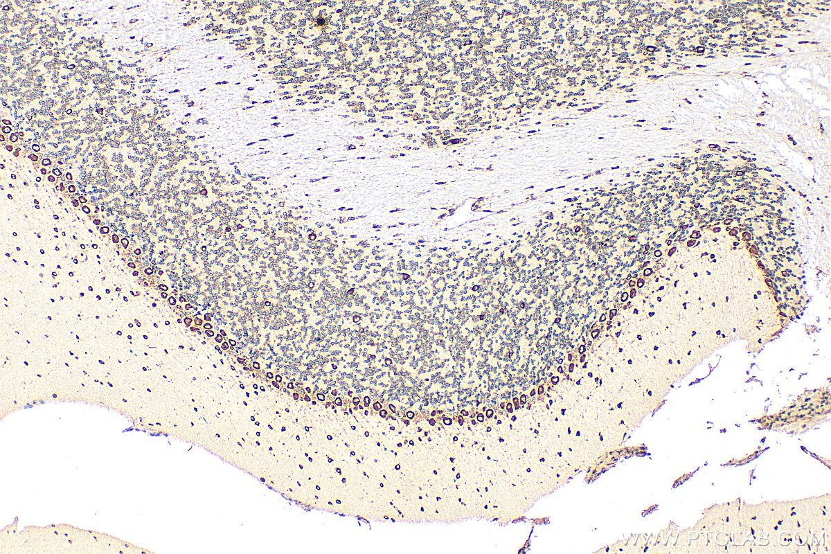 IHC staining of mouse cerebellum using 68054-1-Ig (same clone as 68054-1-PBS)