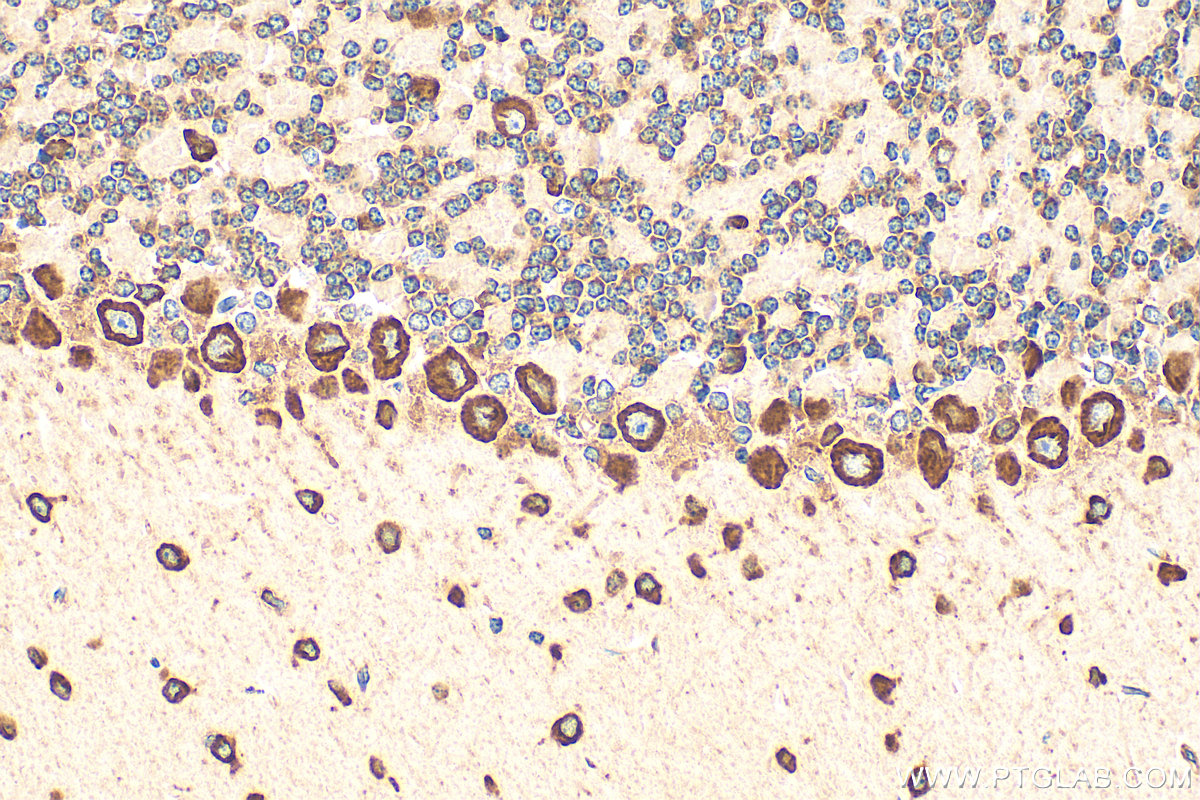 IHC staining of mouse cerebellum using 68054-1-Ig (same clone as 68054-1-PBS)