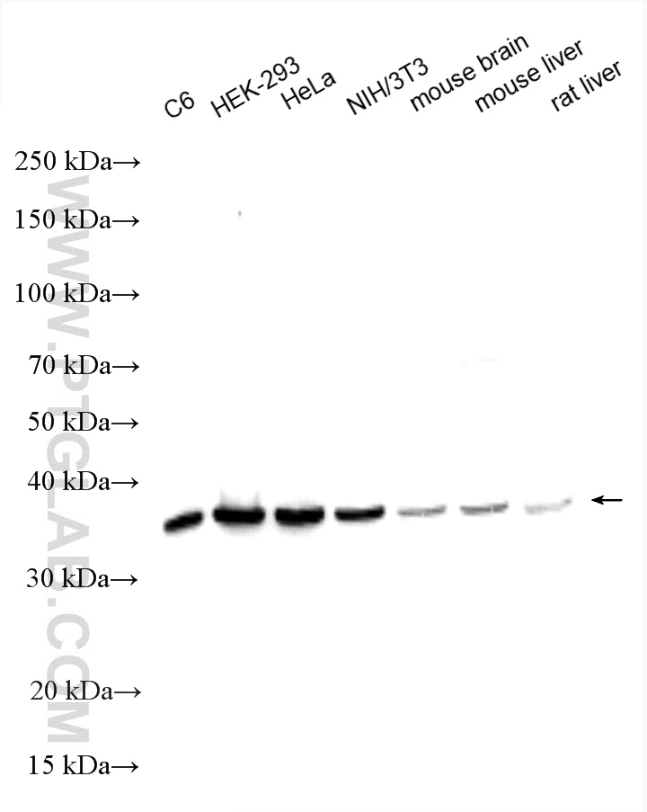 WB analysis using 11290-2-AP