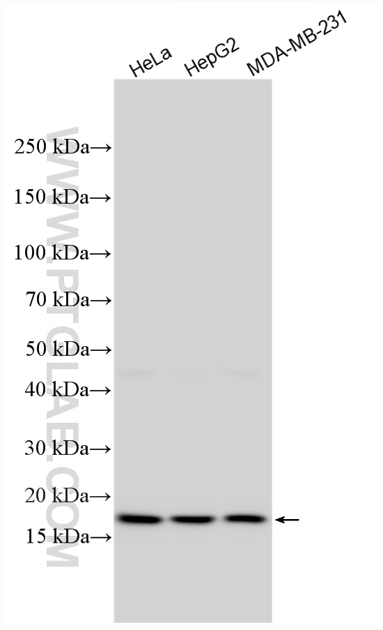 WB analysis using 21636-1-AP