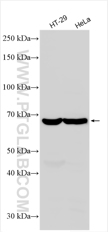 WB analysis using 12894-1-AP