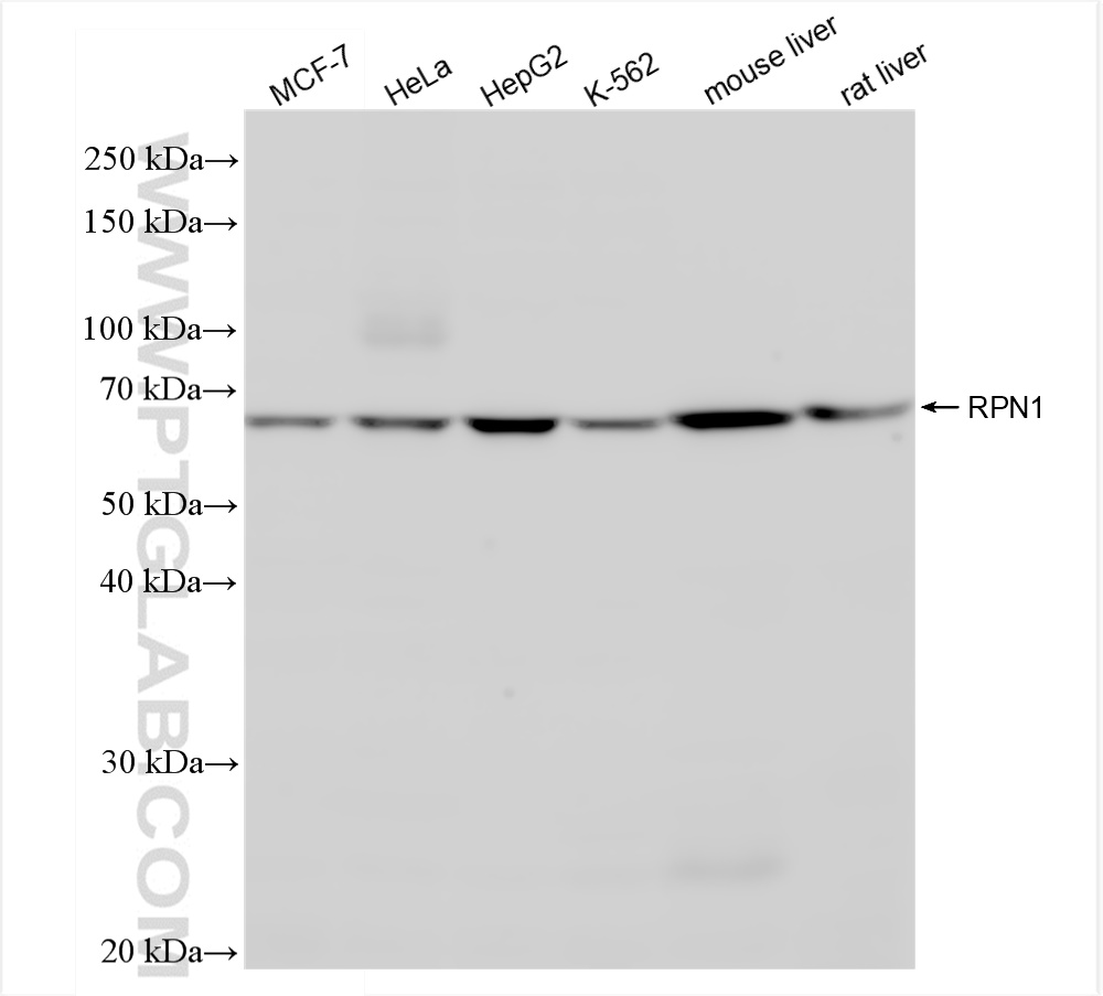WB analysis using 83250-2-RR