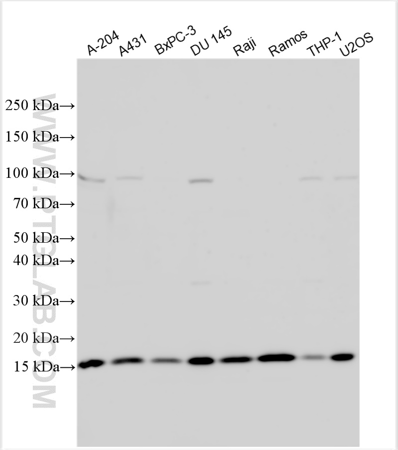 WB analysis using 33447-1-AP
