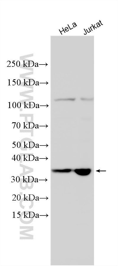 WB analysis using 24542-1-AP