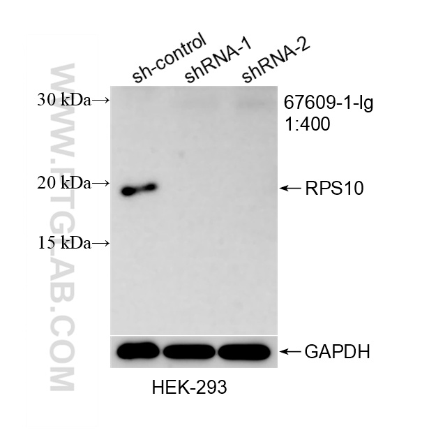 WB analysis of HEK-293 using 67609-1-Ig WB analysis of HEK-293 using 67609-1-Ig