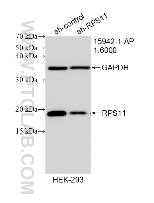 WB analysis of HEK-293 using 15942-1-AP