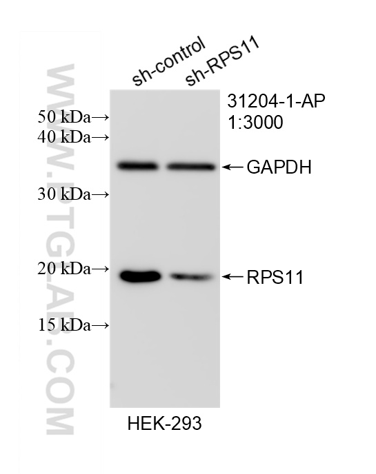 WB analysis of HEK-293 using 31204-1-AP WB analysis of HEK-293 using 31204-1-AP