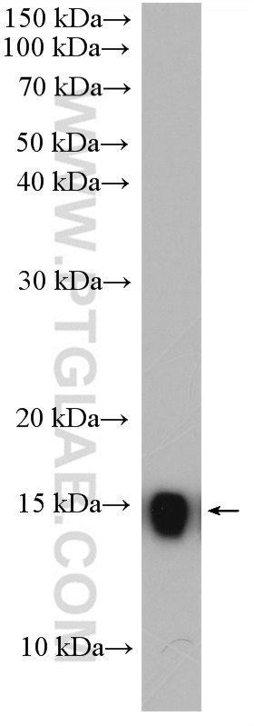 WB analysis of NIH/3T3 using 16490-1-AP