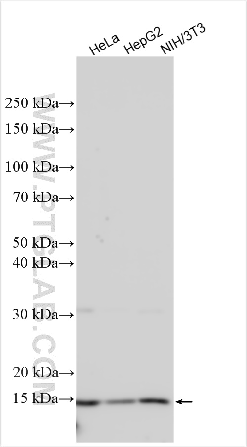 WB analysis using 16490-1-AP