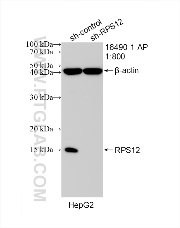 WB analysis of HepG2 using 16490-1-AP